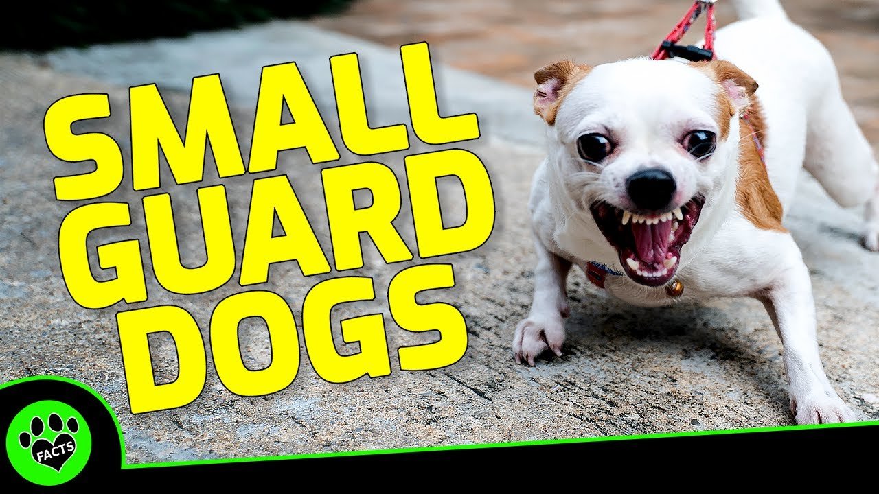Small Guard Dog Breeds  