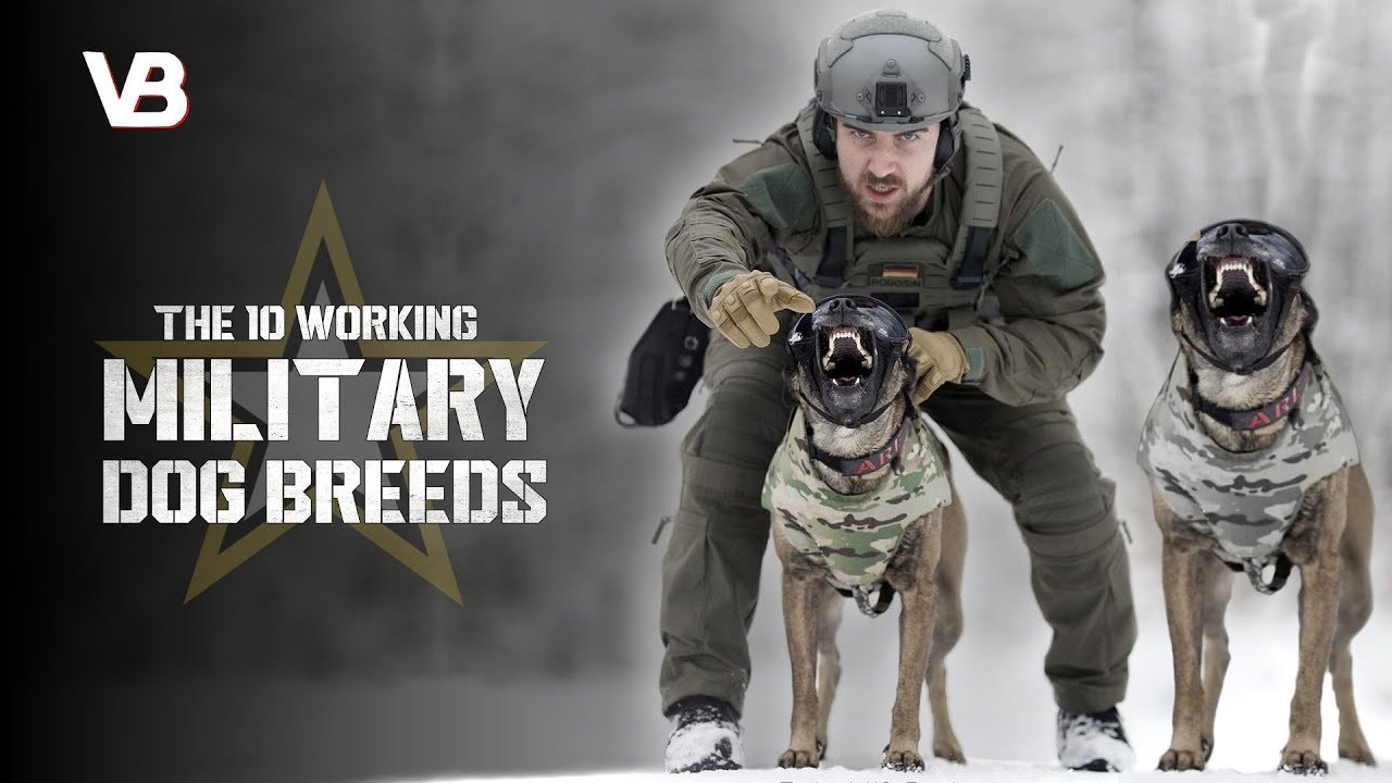 Military Guard Dog Breeds  