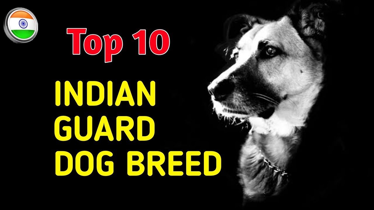 Best Indian Guard Dog Breeds  