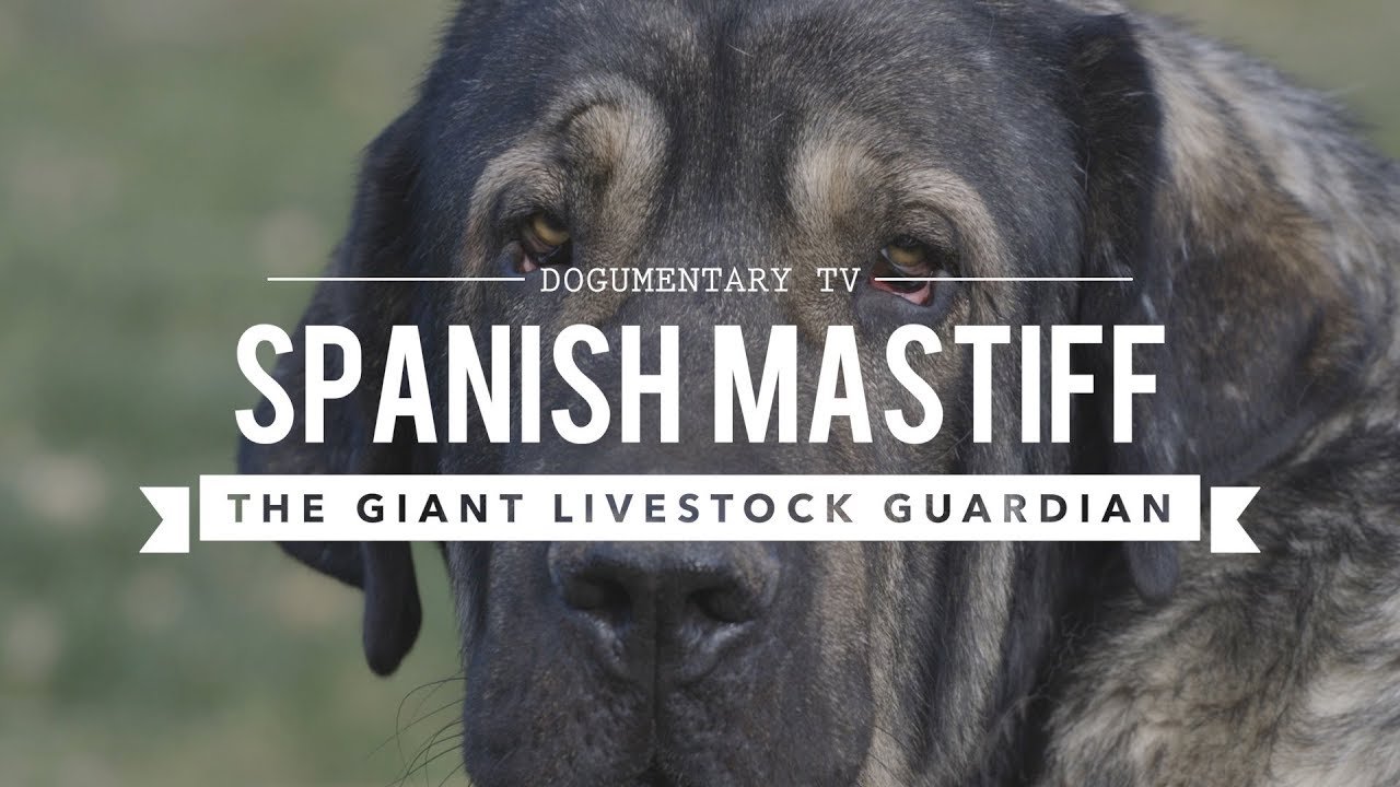 Spanish Guard Dog Breeds  