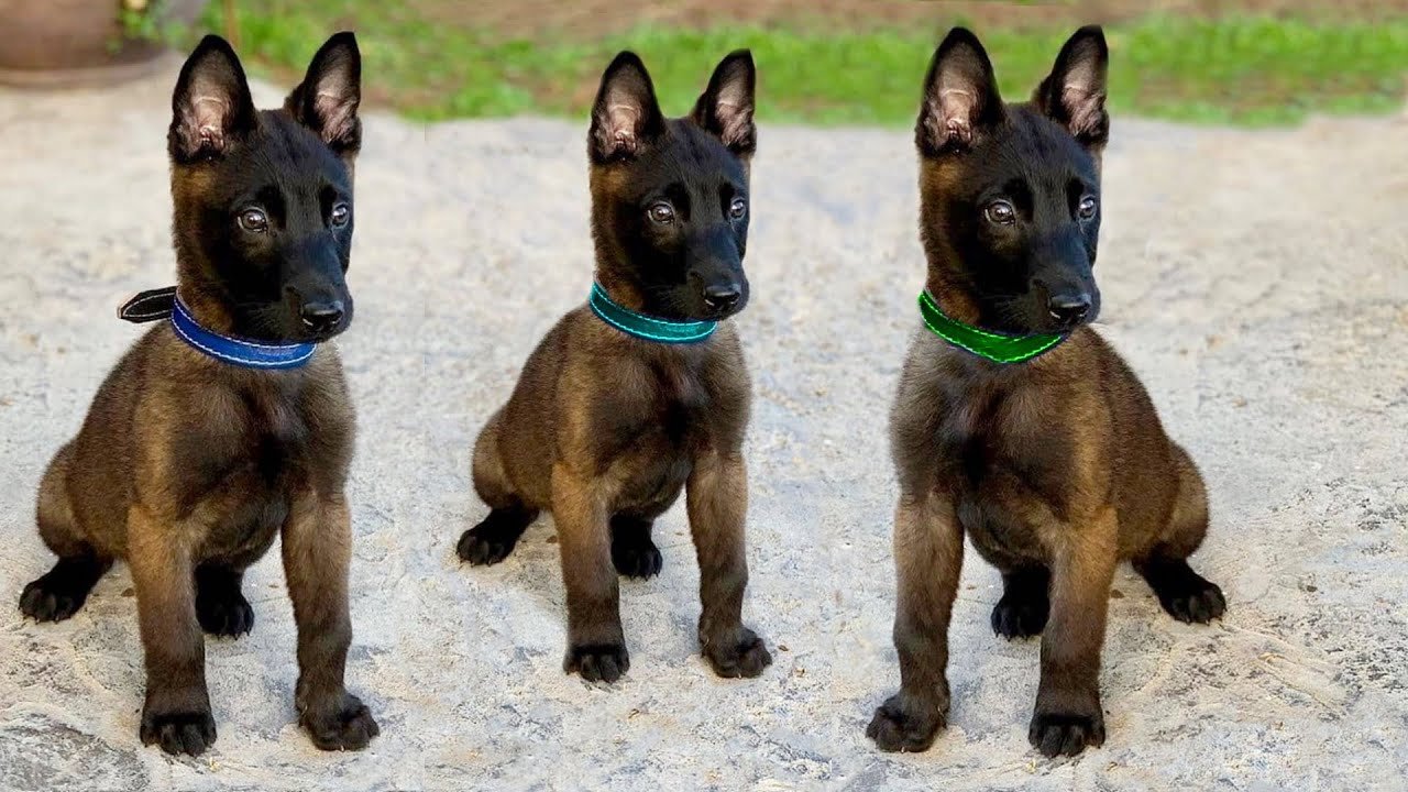 Guard Dog Breeds Small  