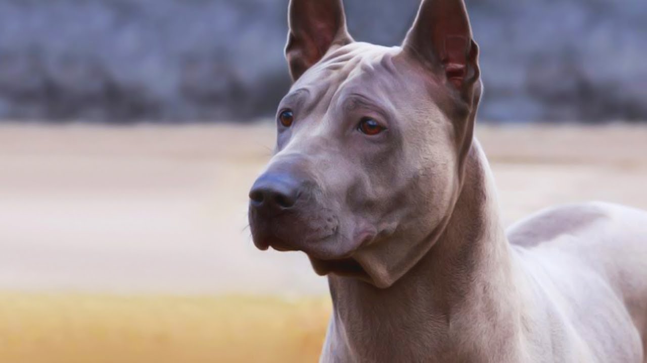 Thailand Guard Dog Breeds  