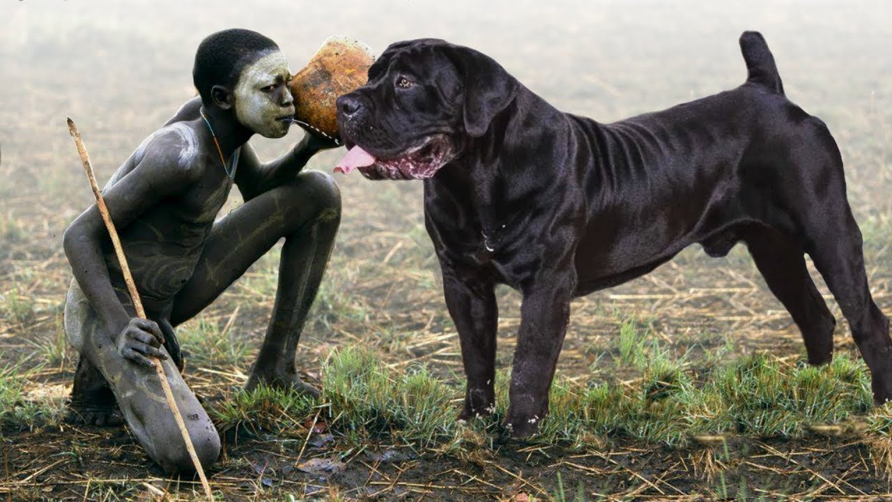 African Guard Dog Breeds  