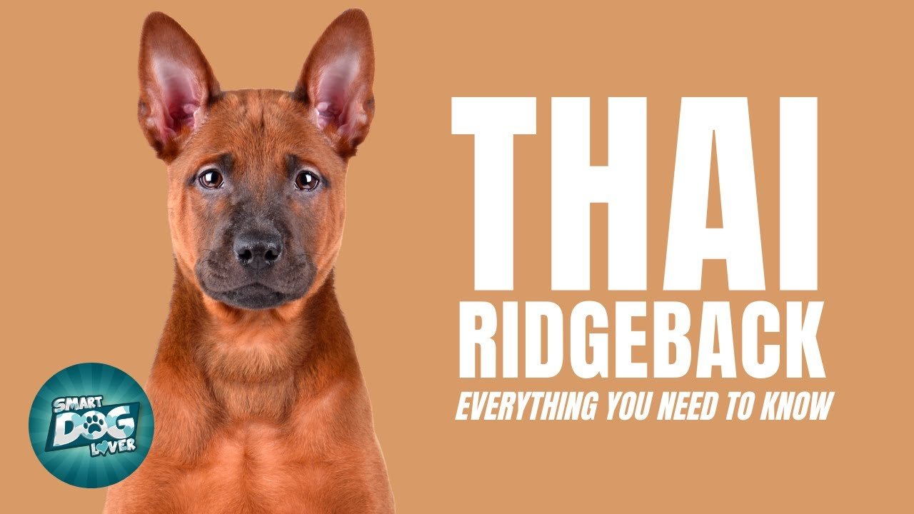 Thai Ridgeback Guard Dog Breeds  