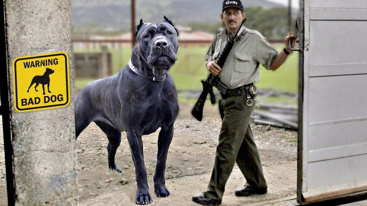 Giant Guard Dog Breeds  
