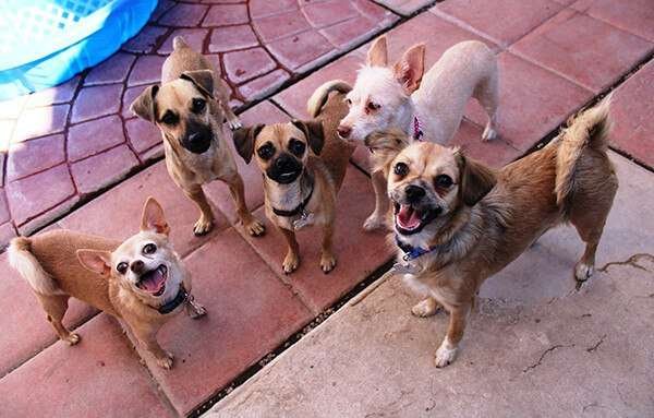 09 Small Dog Breeds for Adoption in Az
