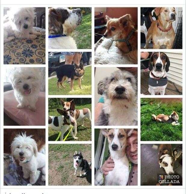 09 Small Dog Breeds for Adoption in Illinois