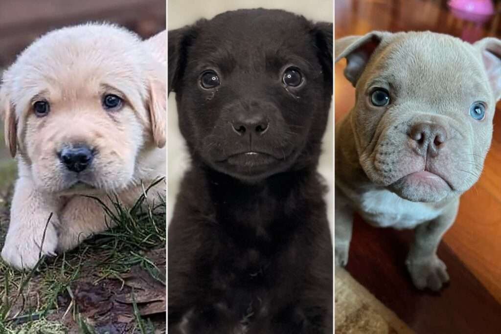 09 Small Dog Breeds for Adoption in Massachusetts