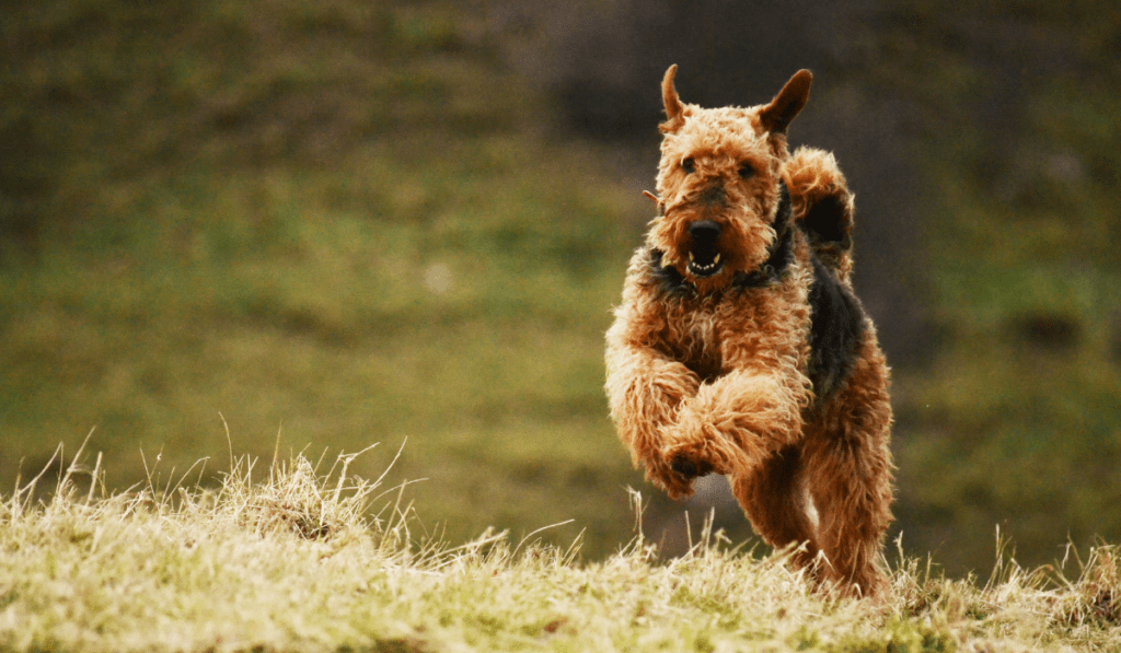 Airedale Terrier Info - Temperament, Life Expectancy, Size, Puppies, Pictures