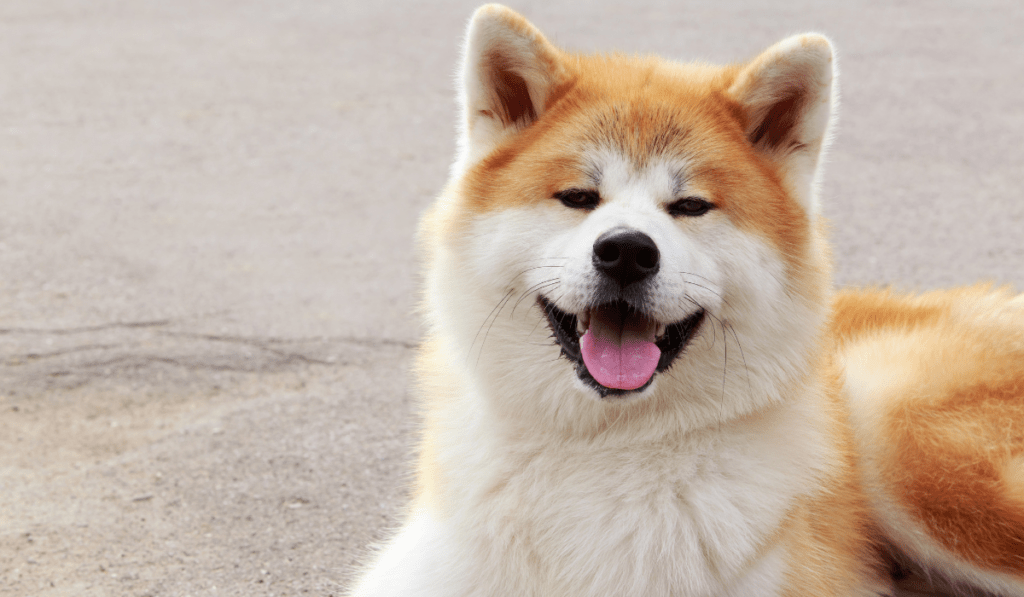 Akita Info - Temperament, Life Expectancy, Size, Puppies, Pictures