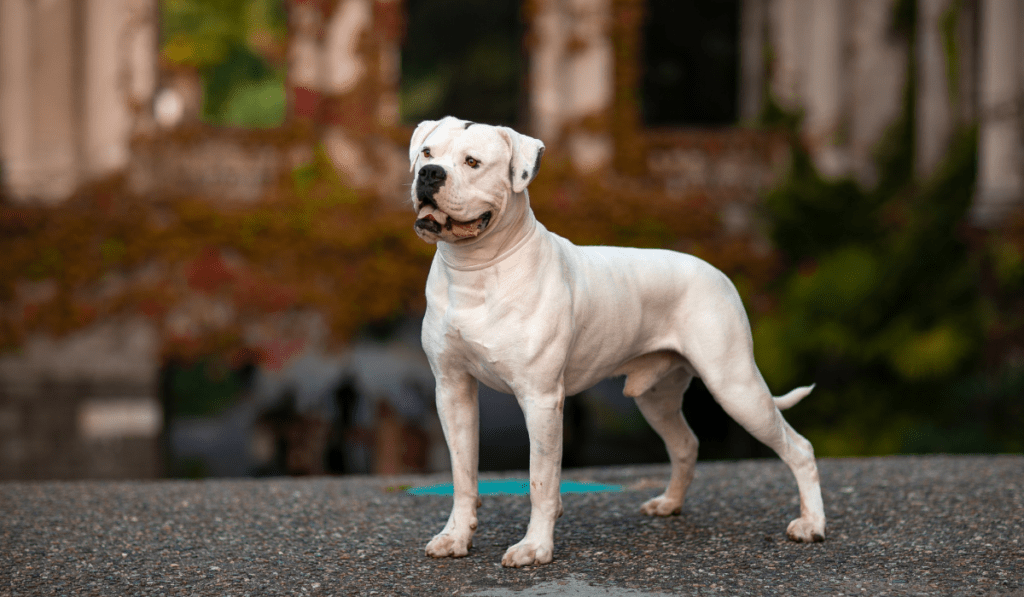 American Bulldog Info - Temperament, Life Expectancy, Size, Puppies, Pictures