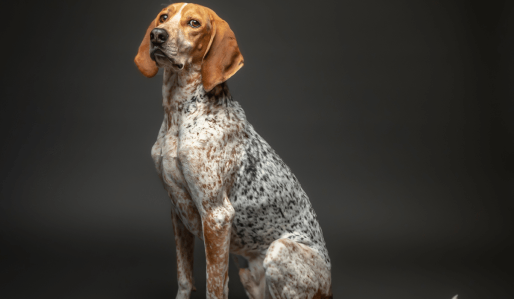 American English Coonhound Info - Temperament, Life Expectancy, Size, Puppies, Pictures