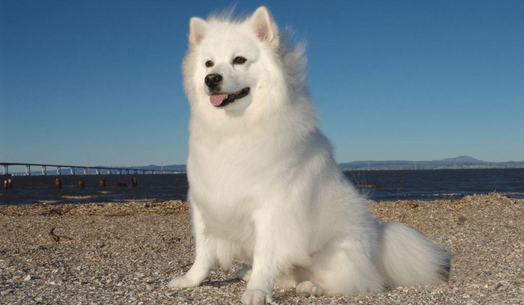 American Eskimo Dog Info - Temperament, Life Expectancy, Size, Puppies, Pictures