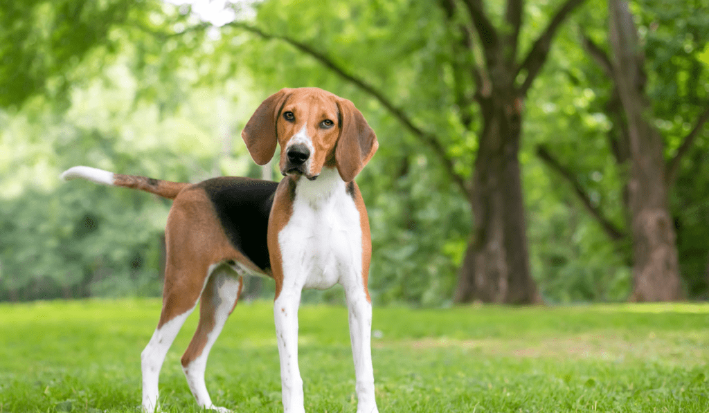 American Foxhound Info - Temperament, Life Expectancy, Size, Puppies, Pictures