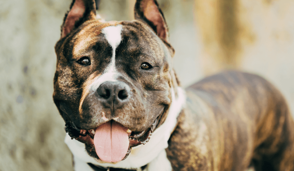 American Staffordshire Terrier Info - Temperament, Life Expectancy, Size, Puppies, Pictures