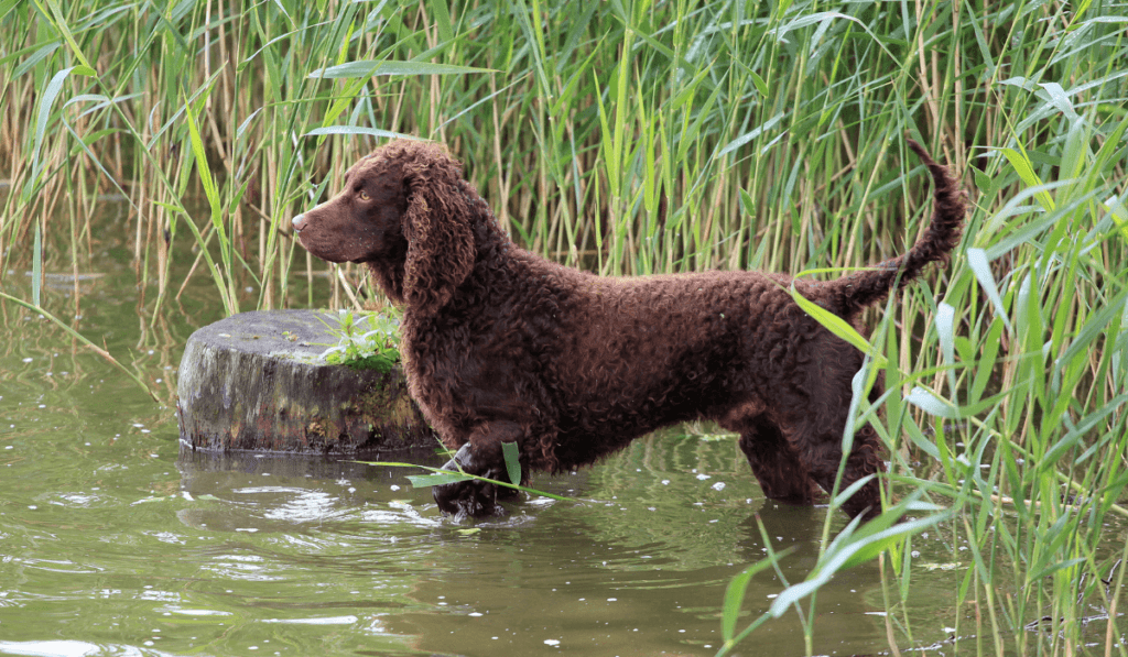 American Water Spaniel Info - Temperament, Life Expectancy, Size, Puppies, Pictures
