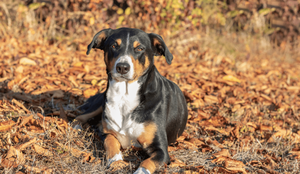 Appenzeller Sennenhunde Info - Temperament, Life Expectancy, Size, Puppies, Pictures
