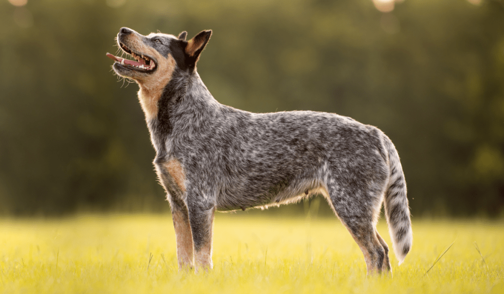 Australian Cattle Dog Info - Temperament, Life Expectancy, Size, Puppies, Pictures
