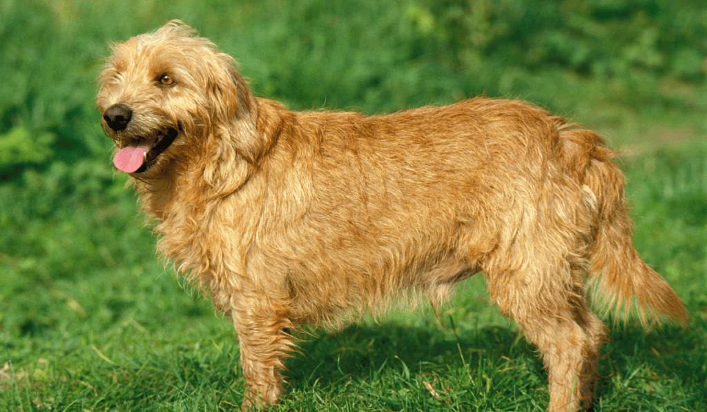 Basset Fauve de Bretagne Info - Temperament, Life Expectancy, Size, Puppies, Pictures