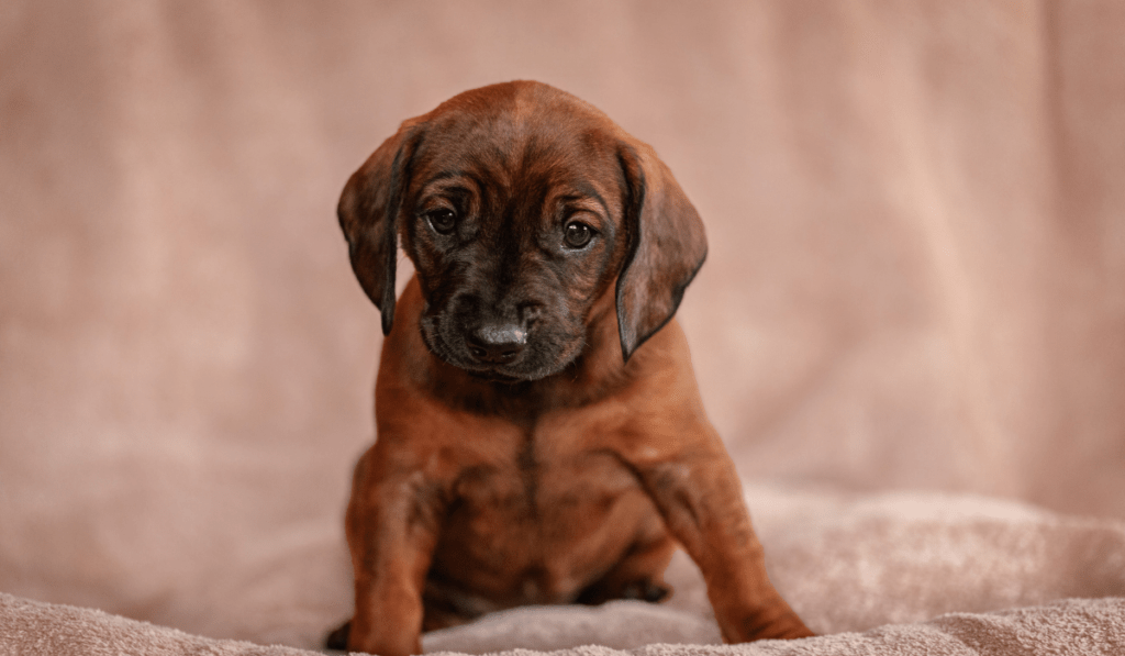 Bavarian Mountain Scent Hound Info - Temperament, Life Expectancy, Size, Puppies, Pictures