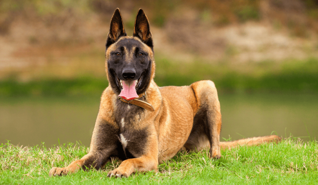 Belgian Malinois Info - Temperament, Life Expectancy, Size, Puppies, Pictures