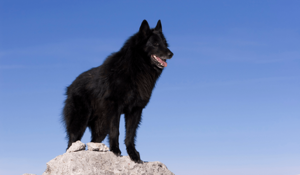 Belgian Sheepdog Info - Temperament, Life Expectancy, Size, Puppies, Pictures
