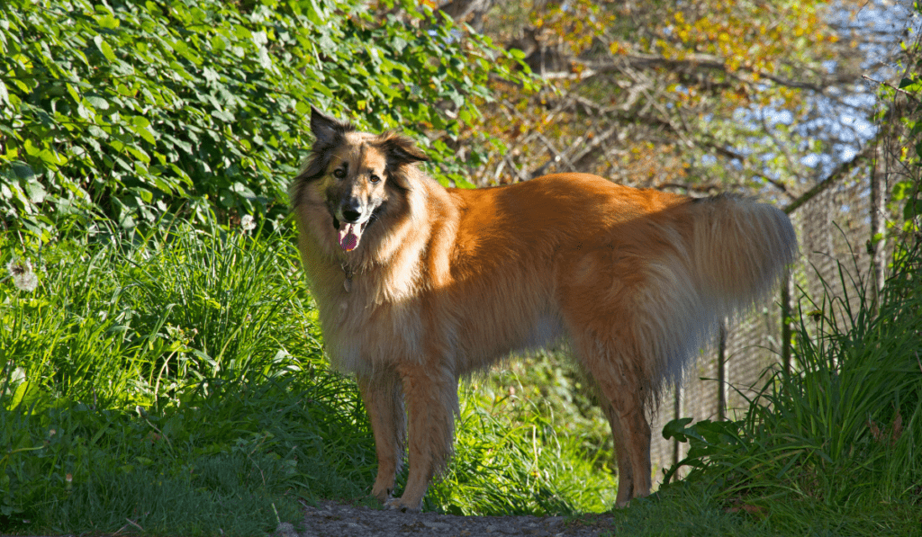 Belgian Tervuren Info - Temperament, Life Expectancy, Size, Puppies, Pictures