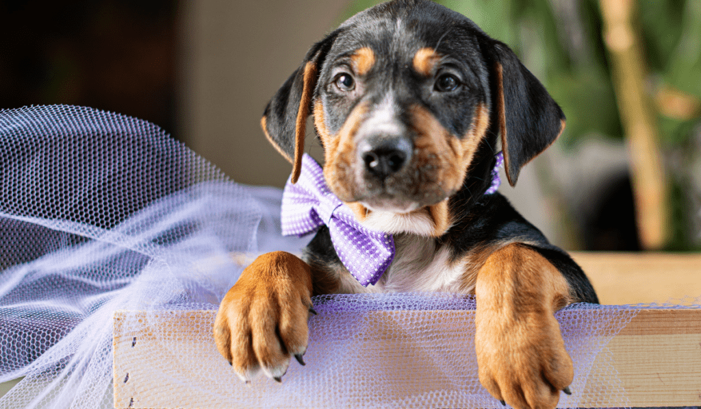Black and Tan Coonhound Info - Temperament, Life Expectancy, Size, Puppies, Pictures