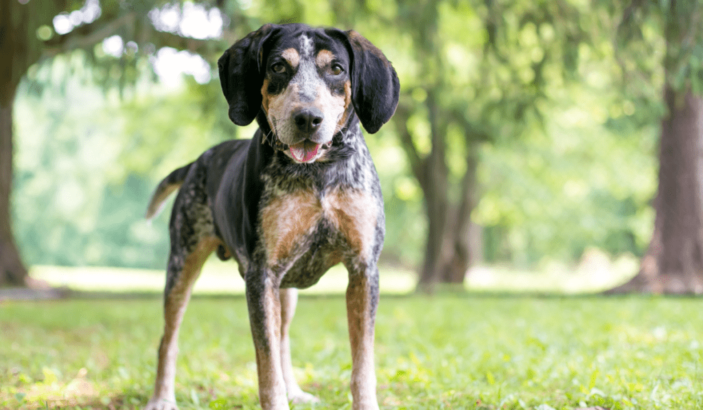 Bluetick Coonhound Info - Temperament, Life Expectancy, Size, Puppies, Pictures