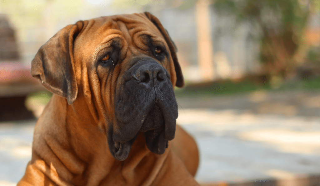 Boerboel Info - Temperament, Life Expectancy, Size, Puppies, Pictures
