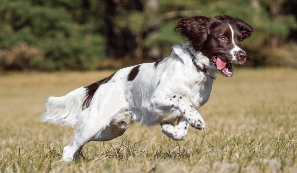 English Springer Spaniel Info - Temperament, Life Expectancy, Size, Puppies, Pictures