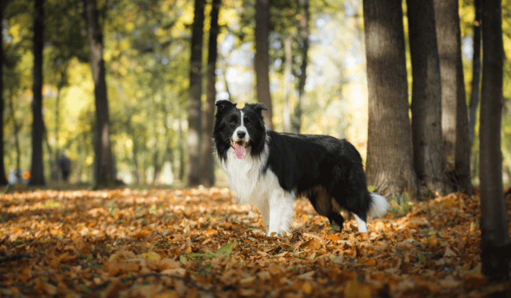 Border Collie Info - Temperament, Life Expectancy, Size, Puppies, Pictures