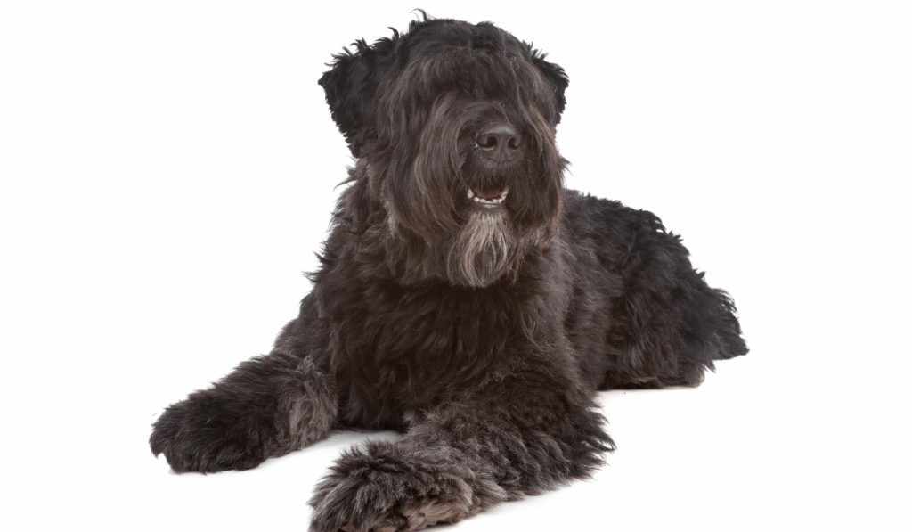 Bouvier des Flandres Info - Temperament, Life Expectancy, Size, Puppies, Pictures