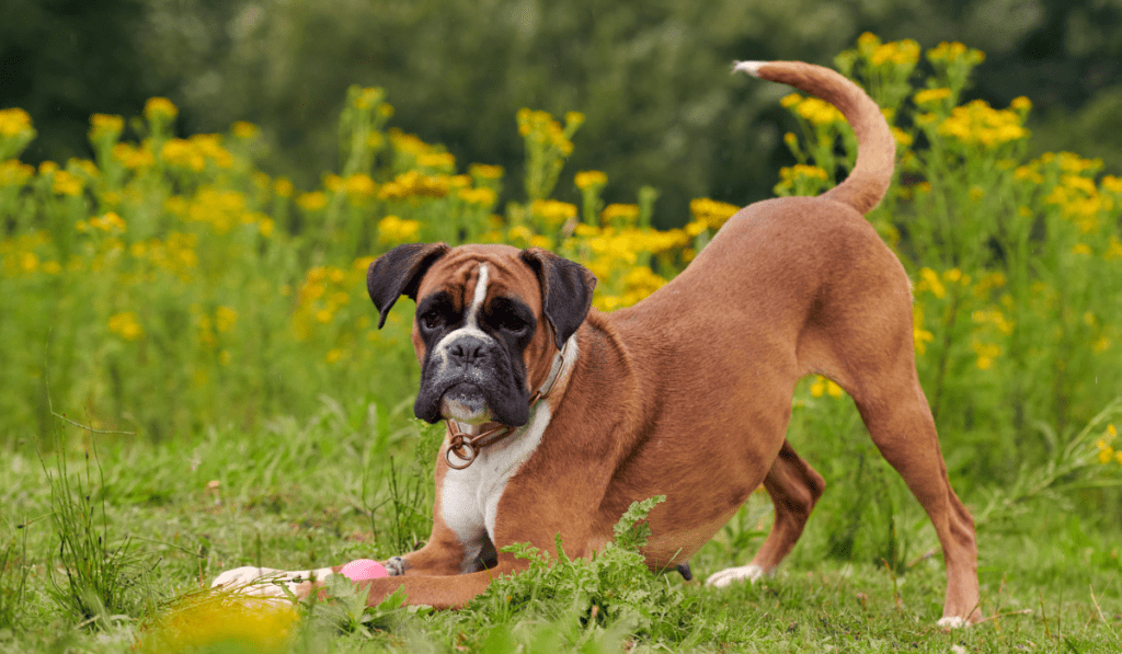 Boxer Info - Temperament, Life Expectancy, Size, Puppies, Pictures