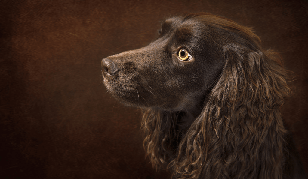 Boykin Spaniel Info - Temperament, Life Expectancy, Size, Puppies, Pictures