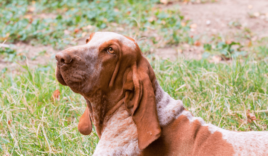 Bracco Italiano Info - Temperament, Life Expectancy, Size, Puppies, Pictures