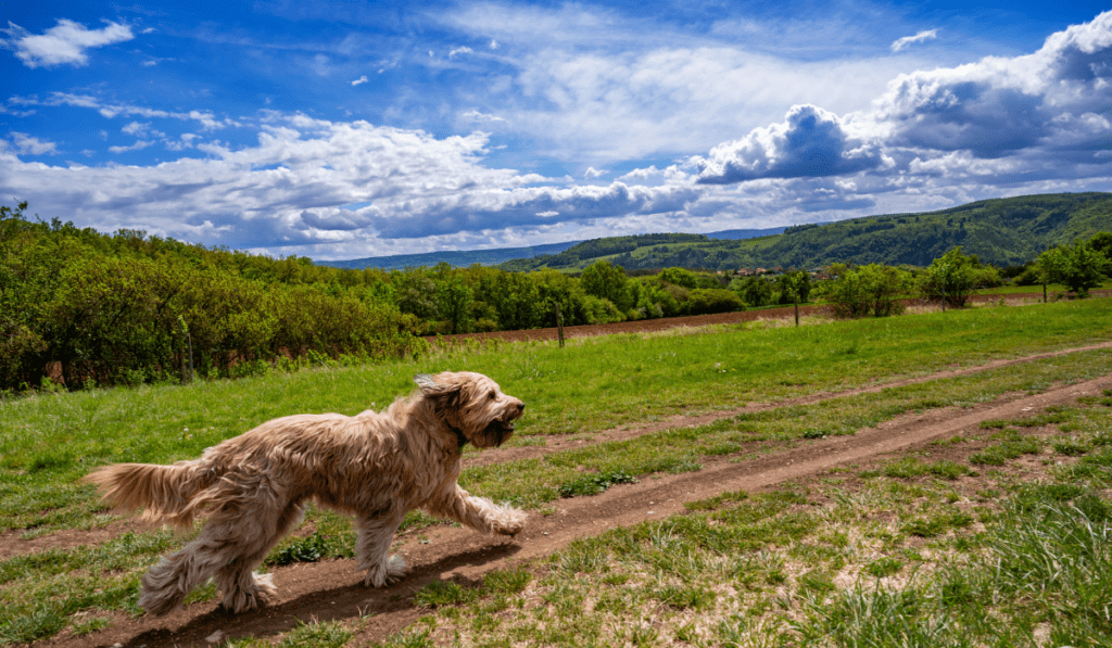 Briard Info - Temperament, Life Expectancy, Size, Puppies, Pictures