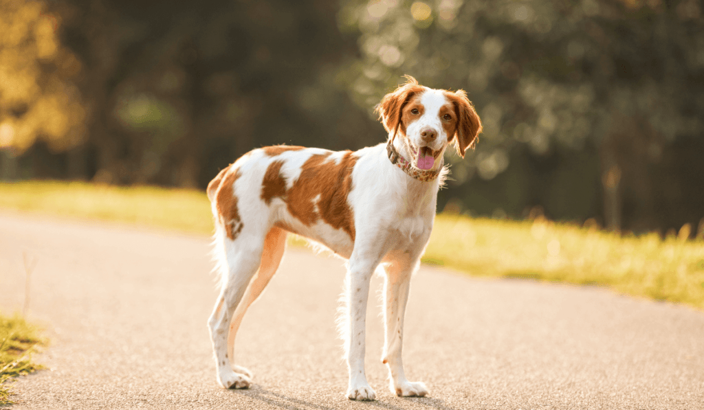 Brittany Spaniel Info - Temperament, Life Expectancy, Size, Puppies, Pictures