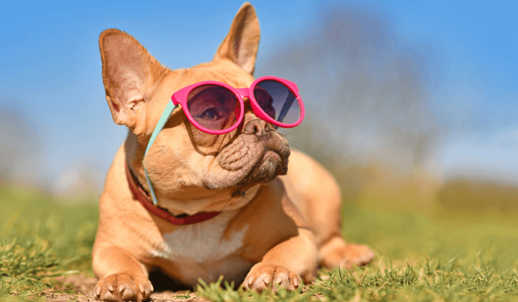 Bulldog Info - Temperament, Life Expectancy, Size, Puppies, Pictures