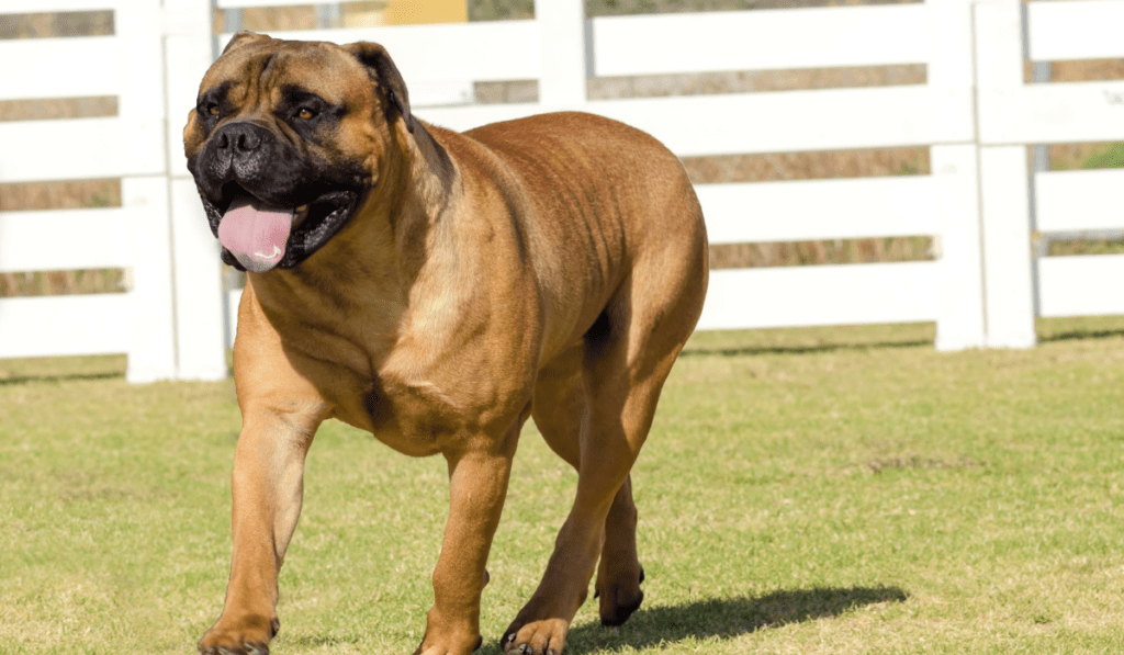 Bullmastiff Info - Temperament, Life Expectancy, Size, Puppies, Pictures