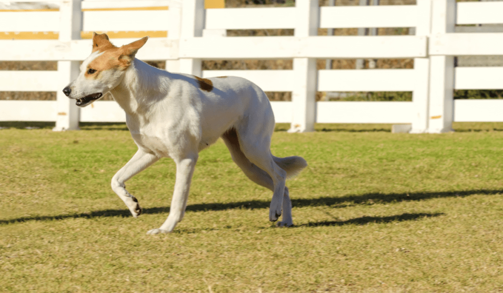 Canaan Dog Info - Temperament, Life Expectancy, Size, Puppies, Pictures