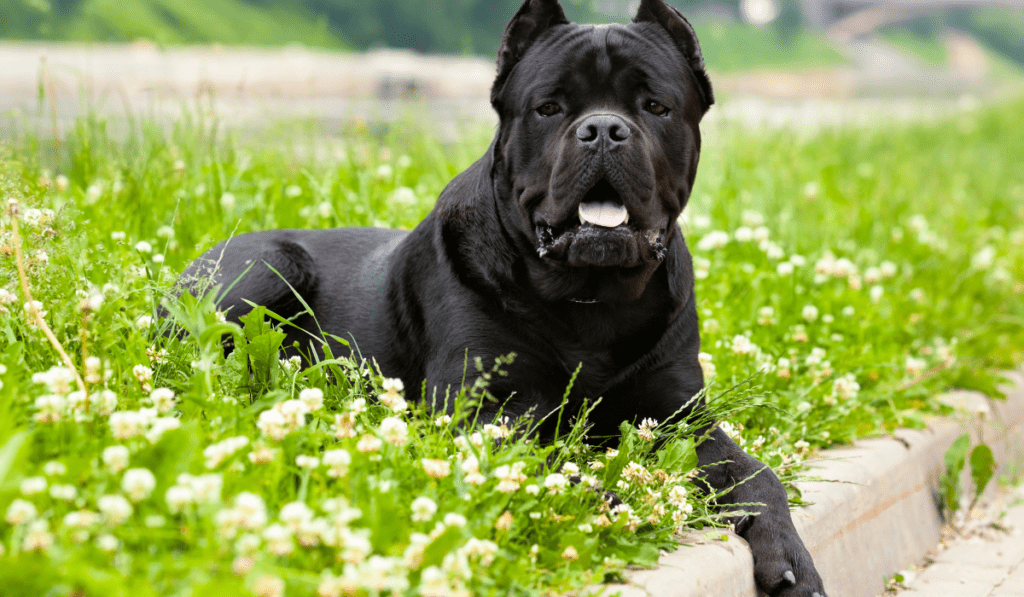 Cane Corso Info - Temperament, Life Expectancy, Size, Puppies, Pictures