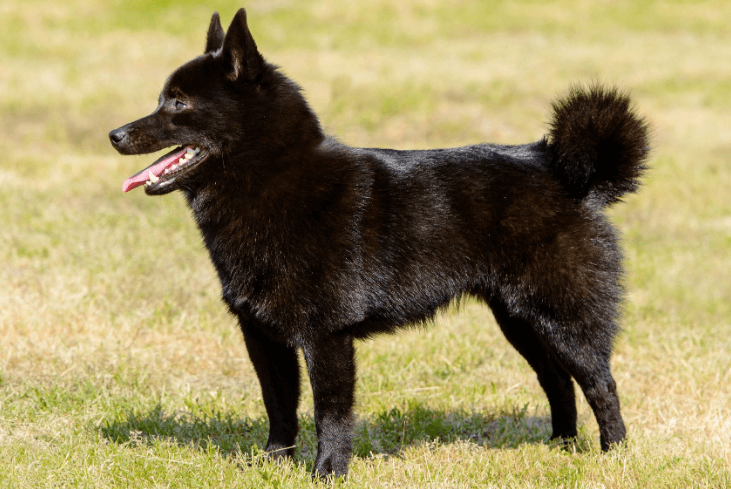 Schipperke History - Temperament And Behavior, Training, Feeding