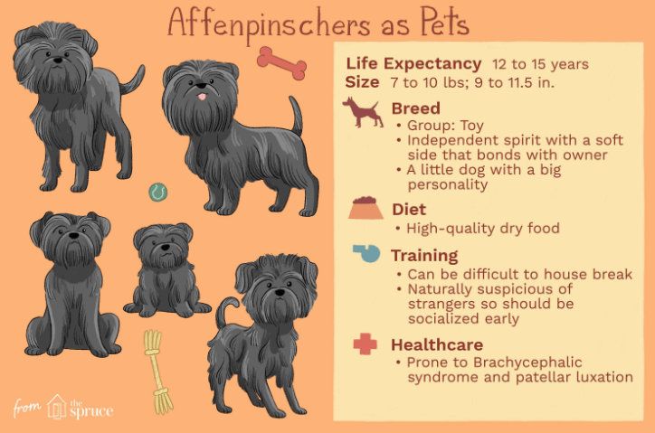 Affenpinscher History - Temperament And Behavior, Training, Feeding