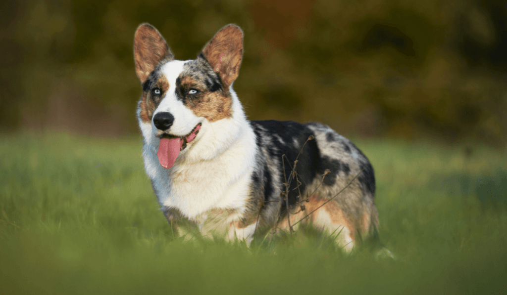 Cardigan Welsh Corgi Info - Temperament, Life Expectancy, Size, Puppies, Pictures