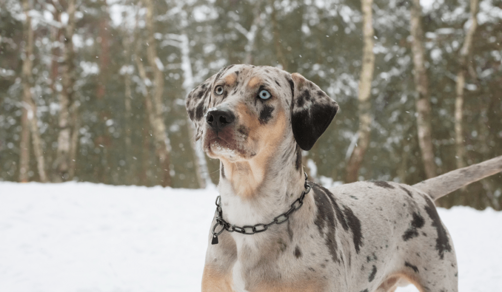 Catahoula Leopard Dog Info - Temperament, Life Expectancy, Size, Puppies, Pictures