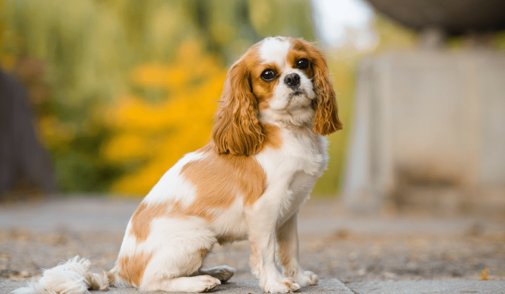 Cavalier King Charles Spaniel Info - Temperament, Life Expectancy, Size, Puppies, Pictures