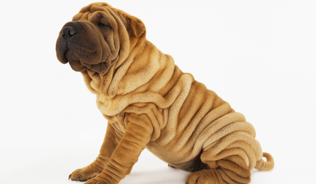 Chinese Shar-Pei Info - Temperament, Life Expectancy, Size, Puppies, Pictures