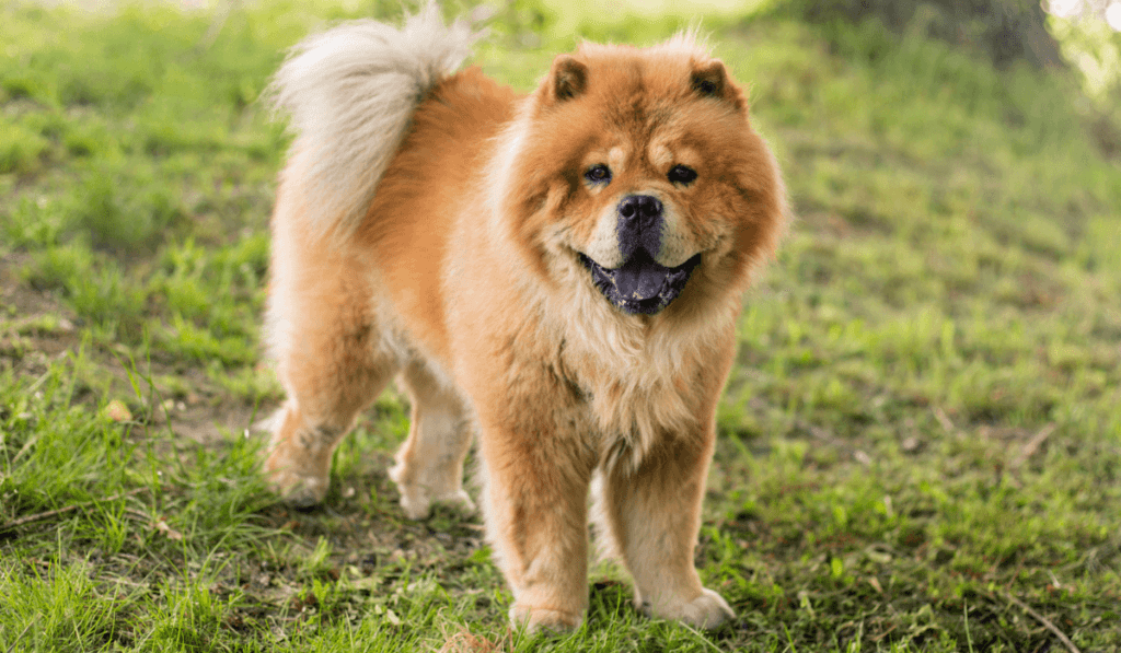 Chow Chow Info - Temperament, Life Expectancy, Size, Puppies, Pictures