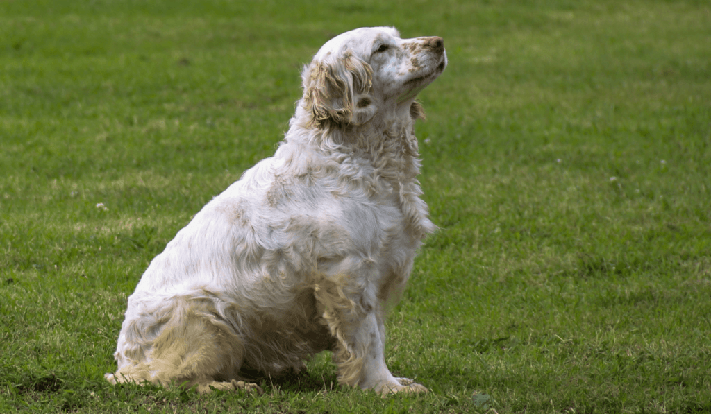 Clumber Spaniel Info - Temperament, Life Expectancy, Size, Puppies, Pictures